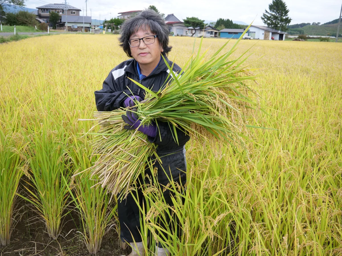 黄色く実った田んぼを背景に、稲束を持って立つ眼鏡の人物