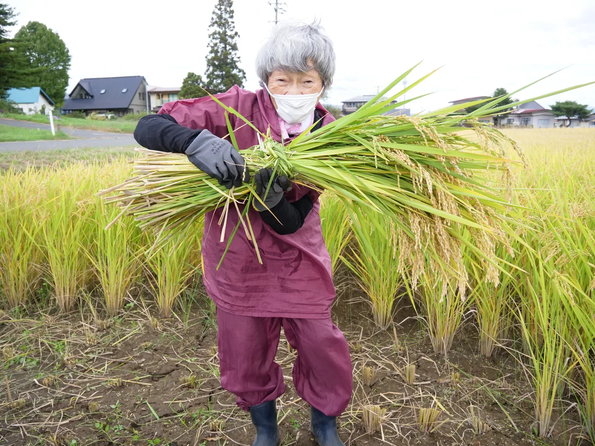 実った田んぼで、刈り取った稲束を胸の前に抱えるえんじ色の作業着の人物