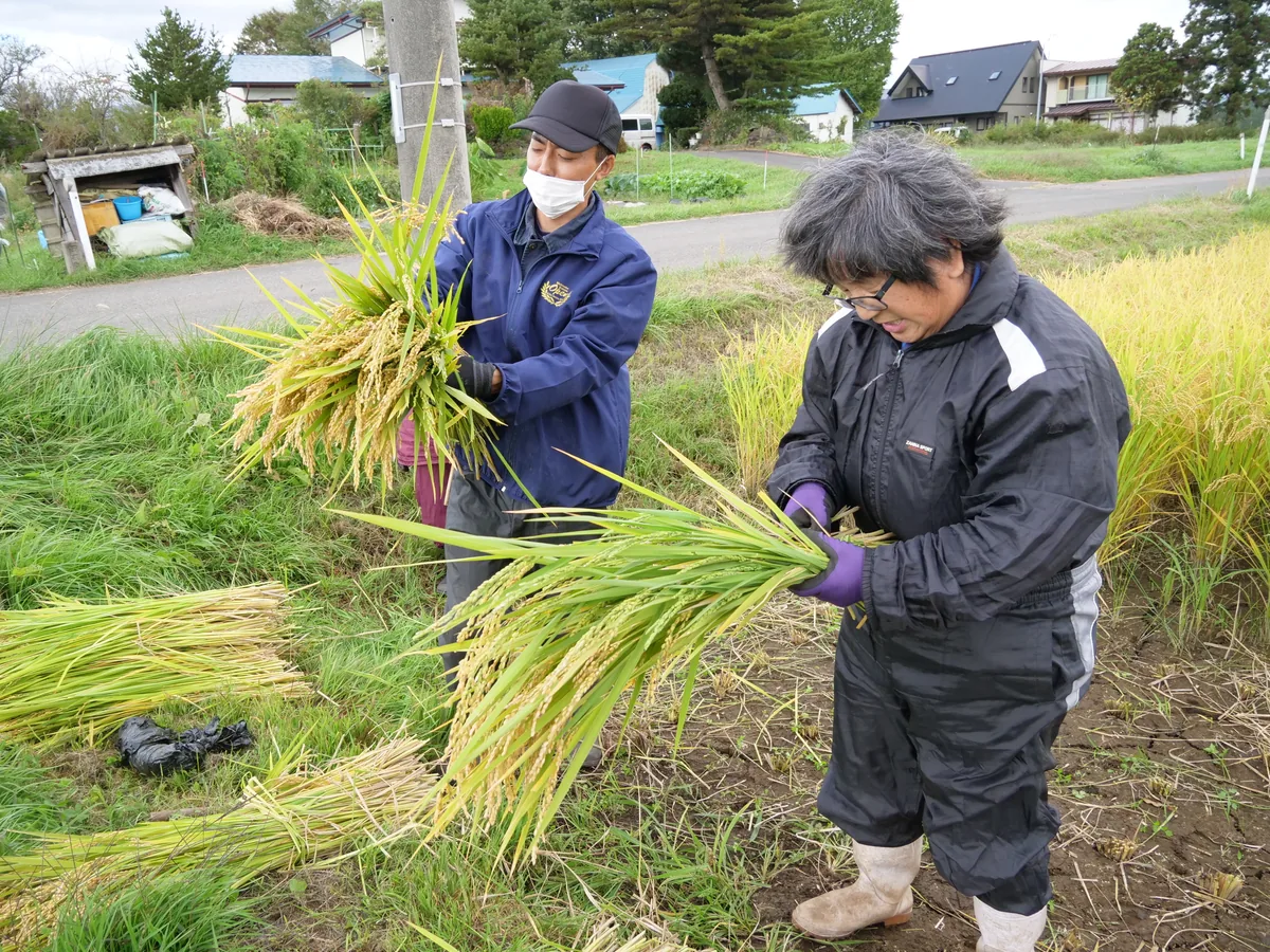 田んぼの脇で、刈った稲の束をそれぞれ手元でまとめる二人