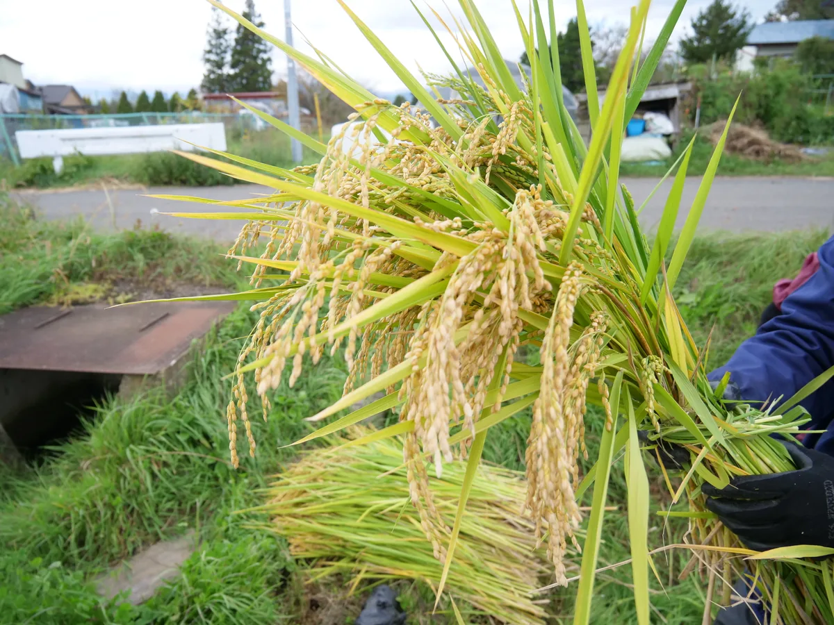 手袋を着けた手に持った、黄色く実った稲穂