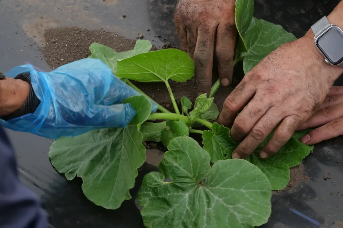 畑の土に、かぼちゃの苗を植え付ける複数の手