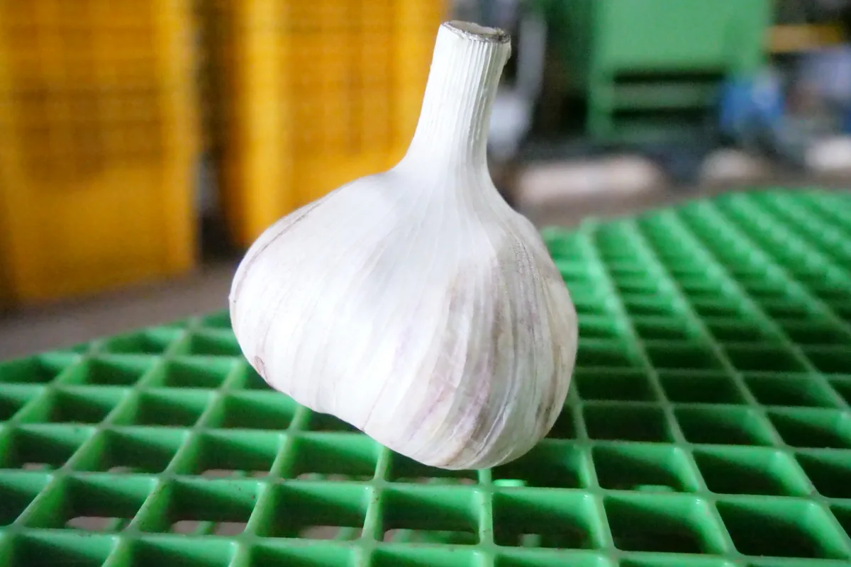 緑色のかごに置いた、表面と根元を整えたにんにく