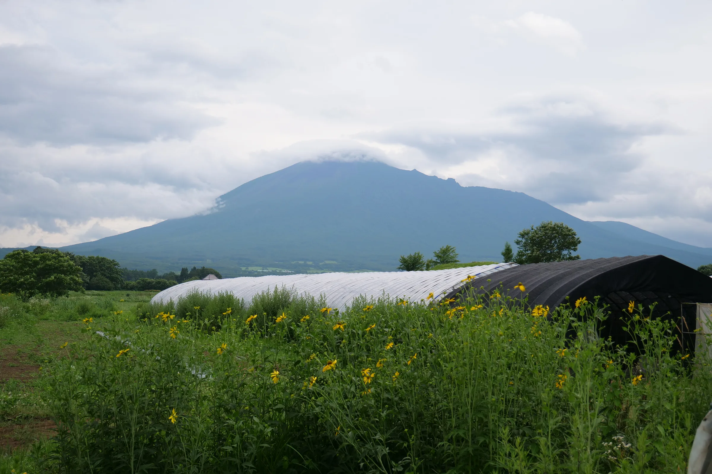 山のふもとに畑とハウスが広がるすばるの農場