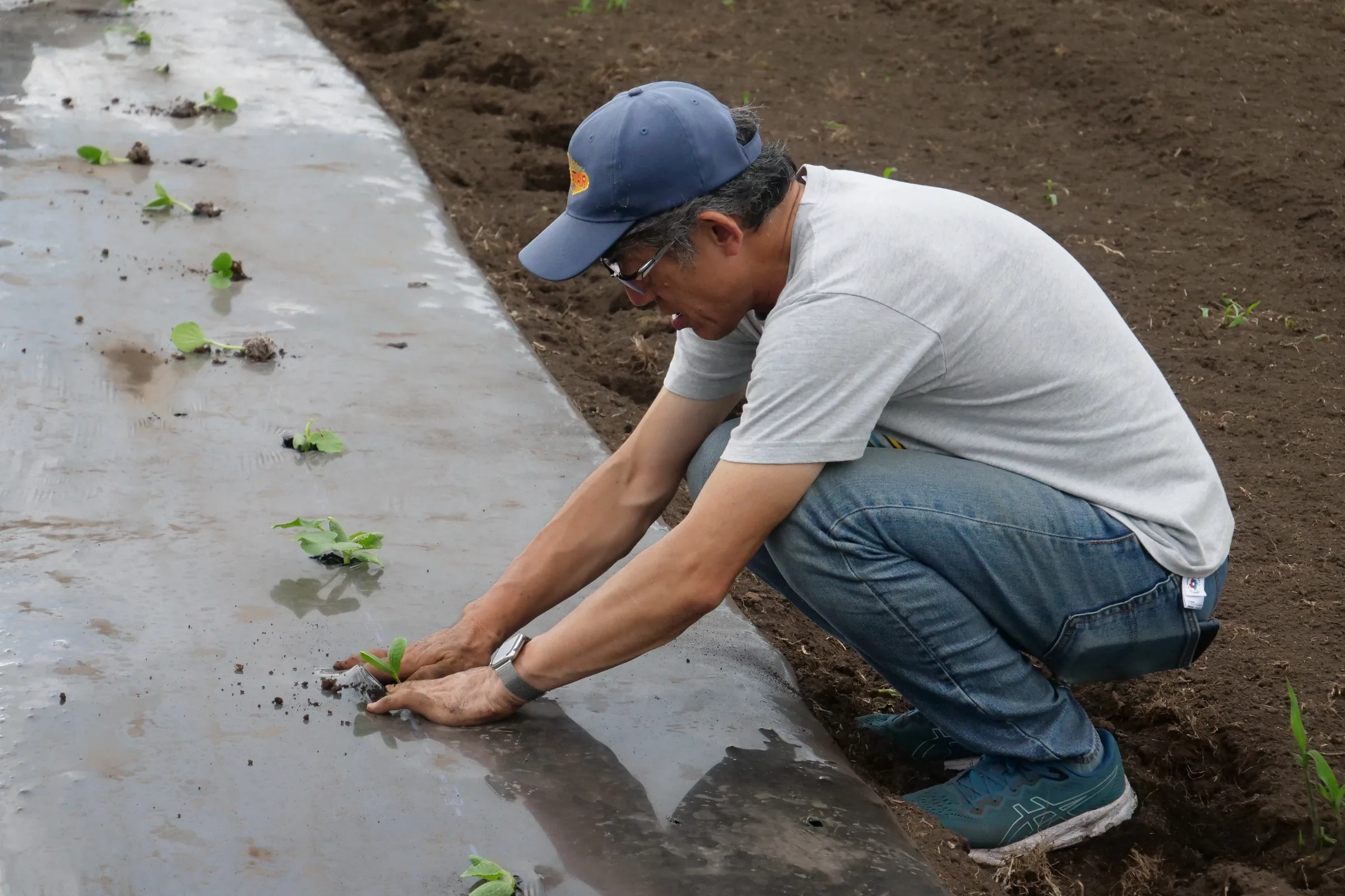 畑で苗を土へ植え付ける手元