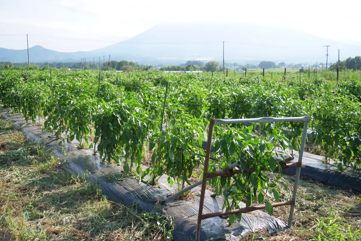 山を背景に、緑の葉が茂る唐辛子の畑